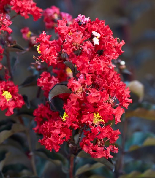 Lagerstroemia indica 'Black Diamond Crimson Red'